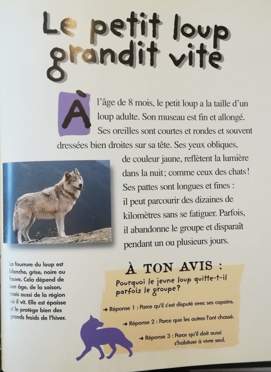 Petit loup qui sait tout - Albin Michel Jeunesse – Veille sur toi