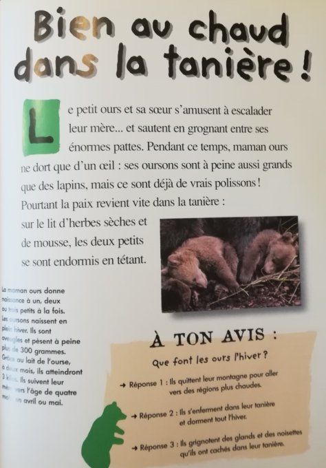 Qui es-tu ? Le petit ours