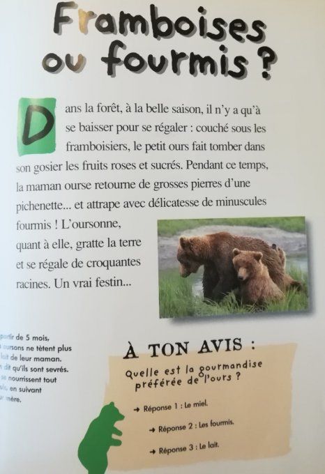 Qui es-tu ? Le petit ours