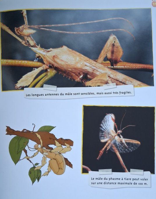 Le phasme feuille vivante