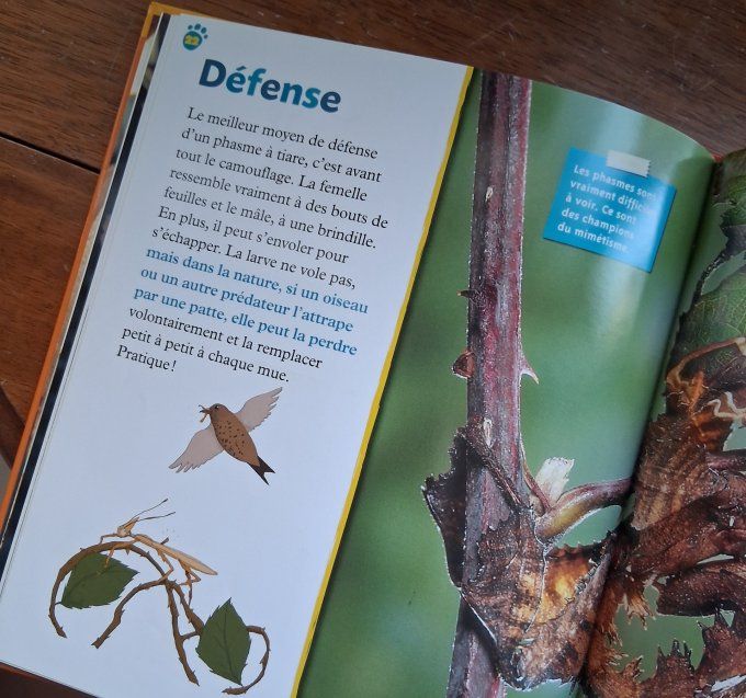 Le phasme feuille vivante