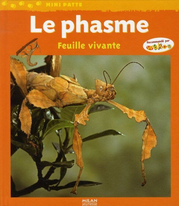 Le phasme feuille vivante