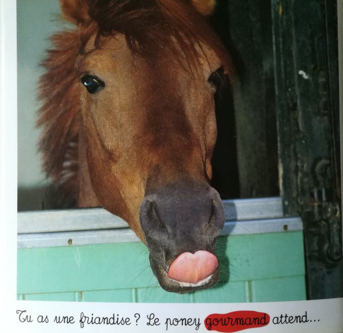 Le poney