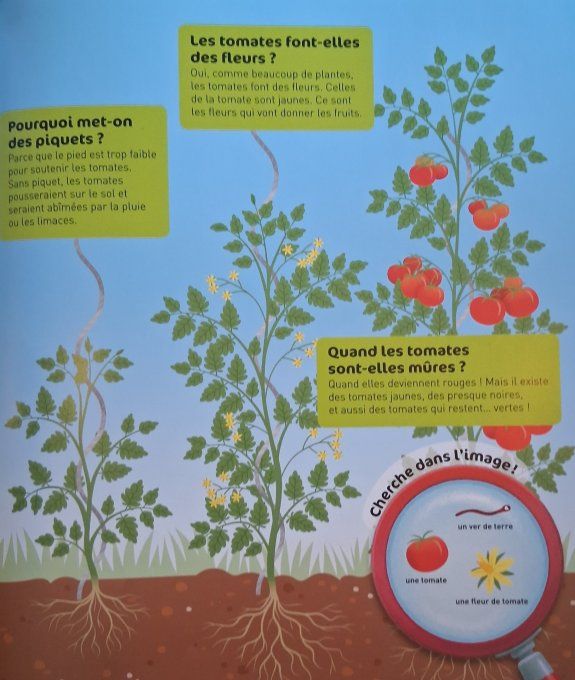 Questions/Réponses le potager