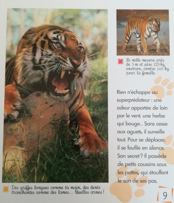 Le tigre, seigneur de la jungle