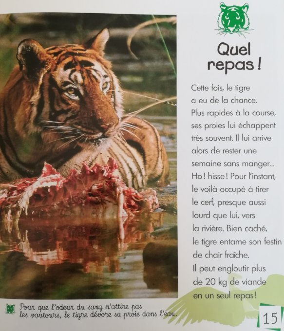 Le tigre, seigneur de la jungle