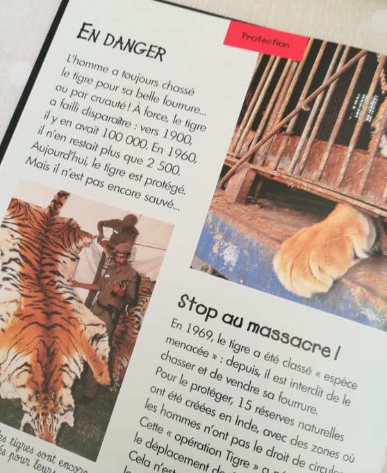 Le tigre, seigneur de la jungle