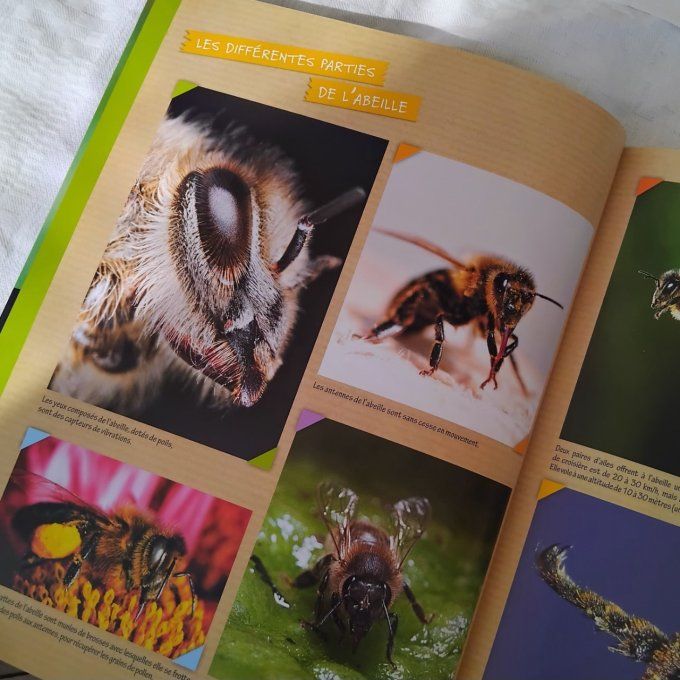 Les abeilles, de précieux insectes en danger