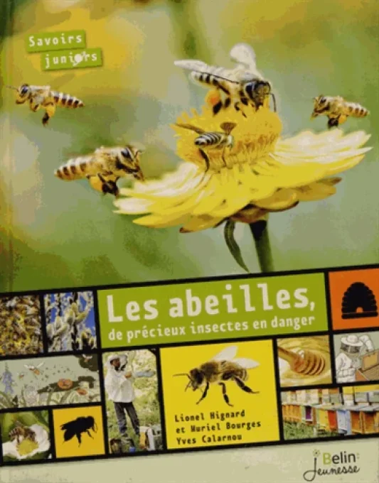 Les abeilles, de précieux insectes en danger