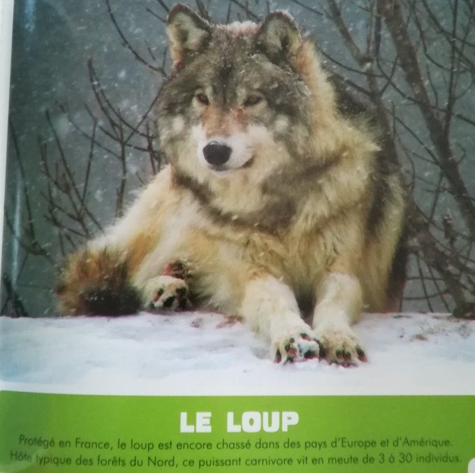 Mon premier animalier les animaux à protéger