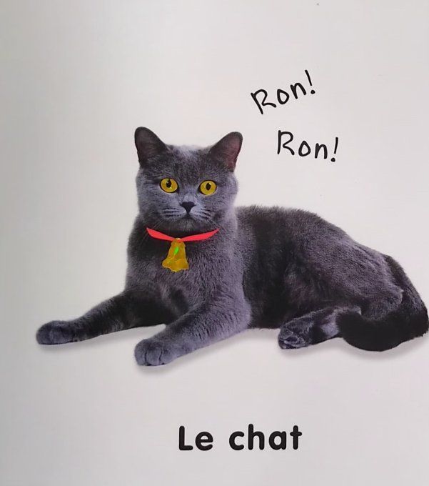 Les animaux de compagnie à toucher