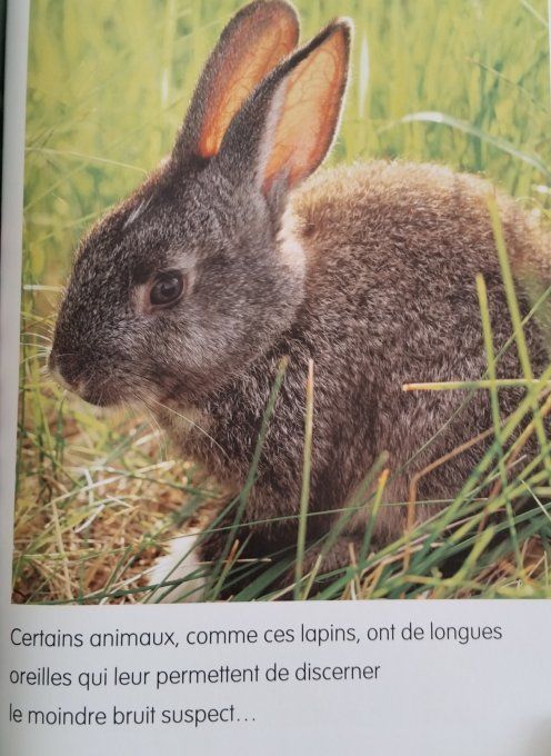 Les animaux de la forêt