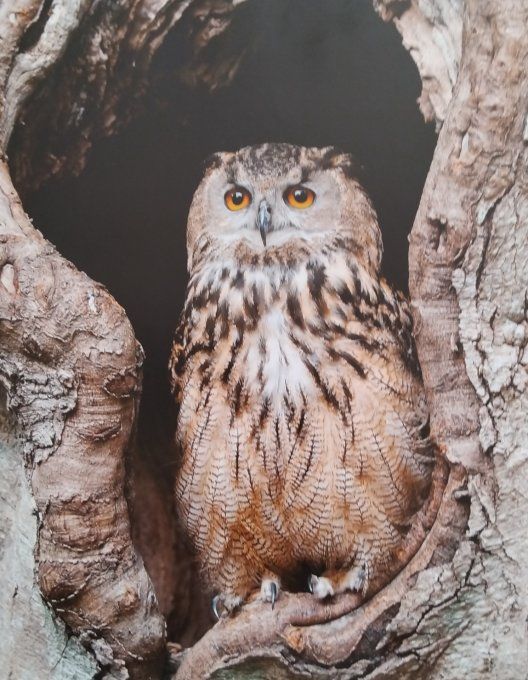 Les animaux de la forêt