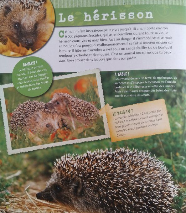 Les animaux de la forêt