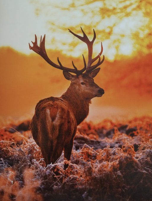 Les animaux de la forêt