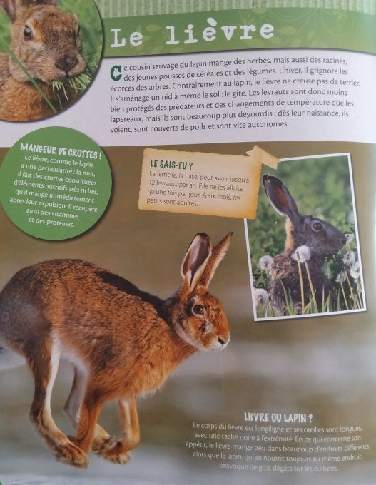 Les animaux de la forêt