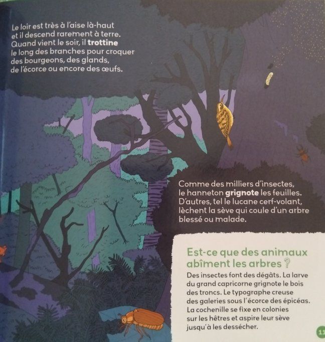 Les animaux de la forêt, mon petit guide nature