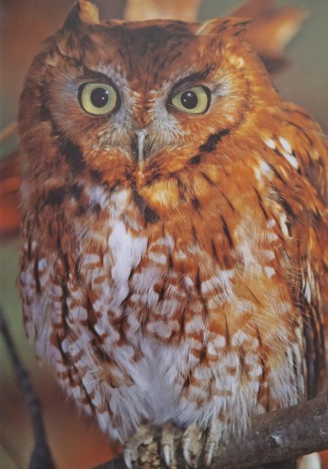 Les animaux de la forêt