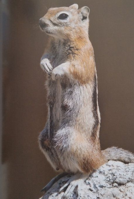 Les animaux de la forêt