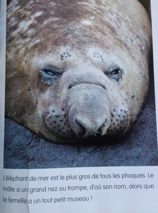 Les animaux des pôles