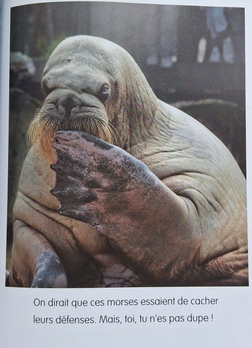 Les animaux des pôles