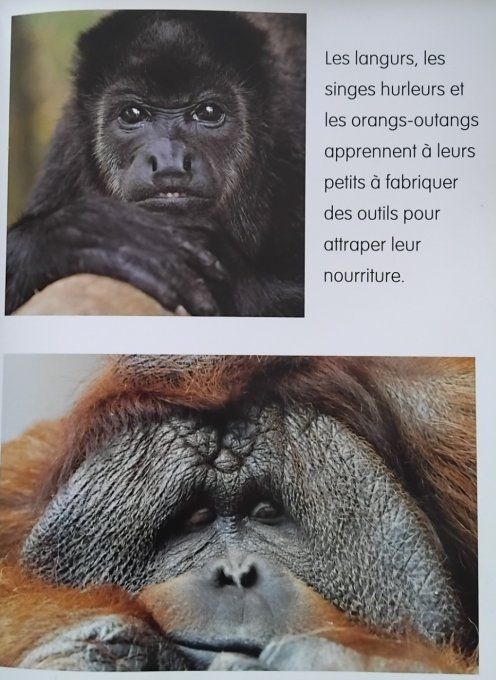 Les animaux en danger