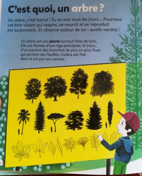 Mes p'tites questions, les arbres