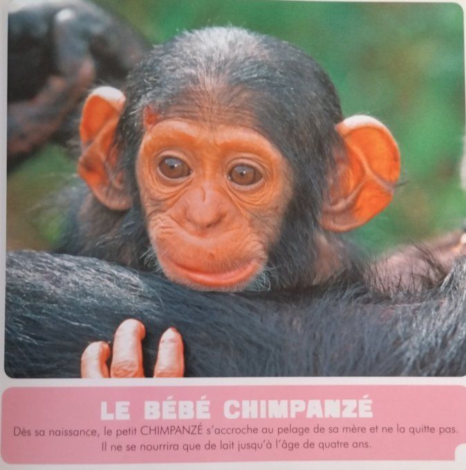 Les bébés animaux sauvages, mon premier animalier