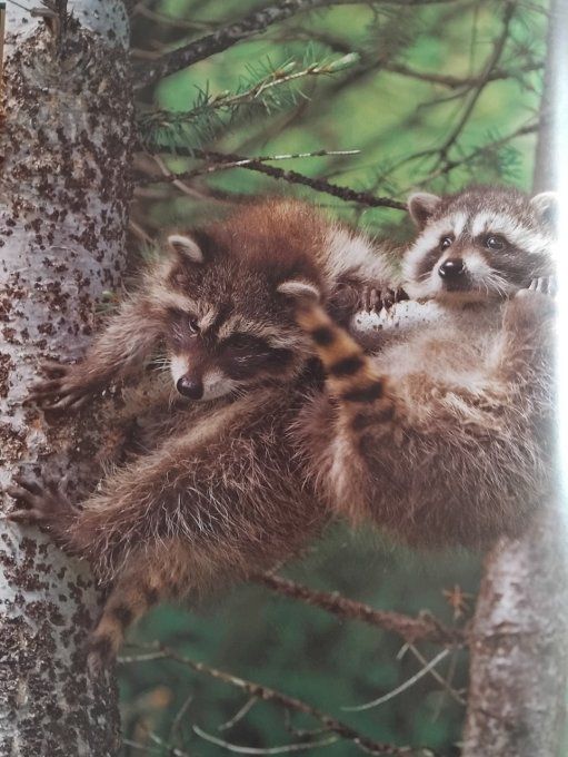 Les bébés animaux