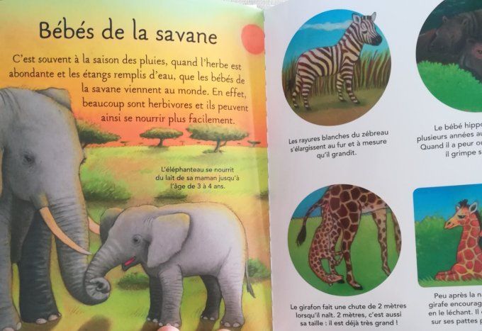 La petite imagerie, les bébés animaux