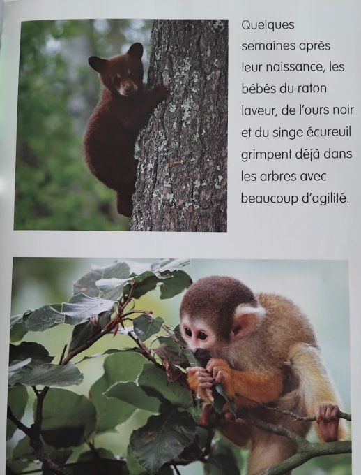 Les bébés animaux