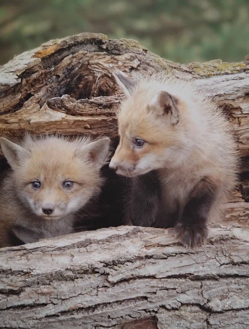 Les bébés animaux