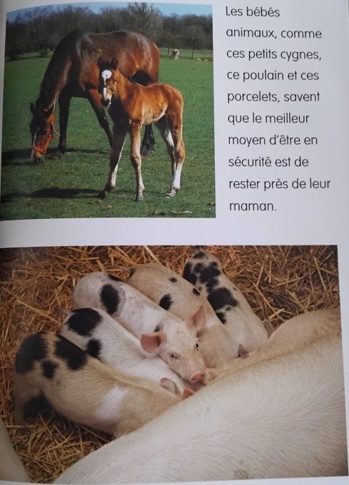 Les bébés animaux