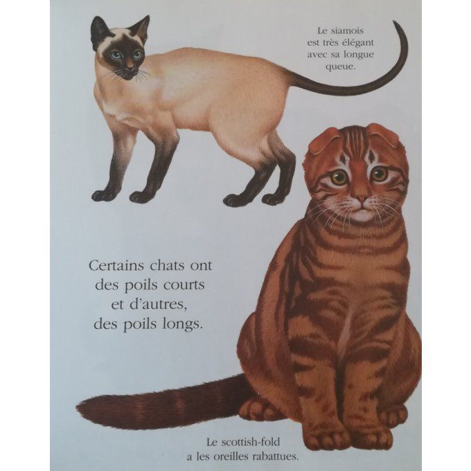 Cache-cache avec les chats et les félins