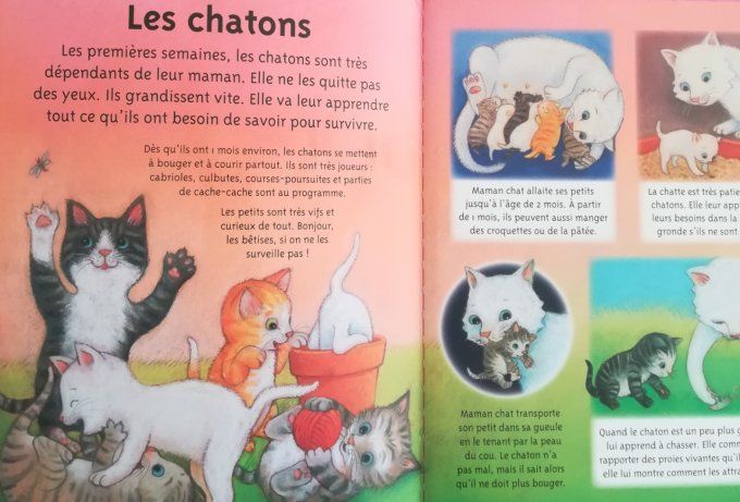 La petite imagerie, les chats