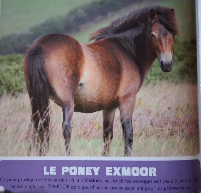 Les chevaux et les poneys mon premier animalier