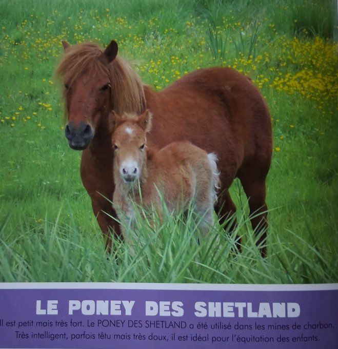 Les chevaux et les poneys mon premier animalier