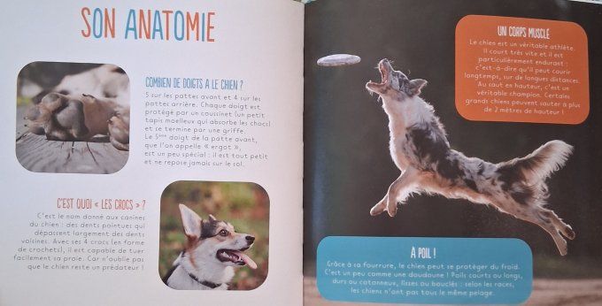 Zoom les chiens