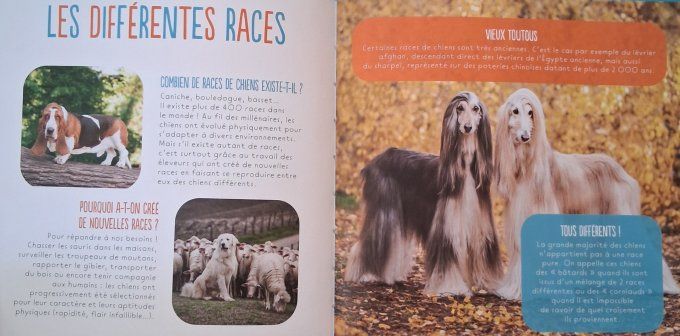 Zoom les chiens