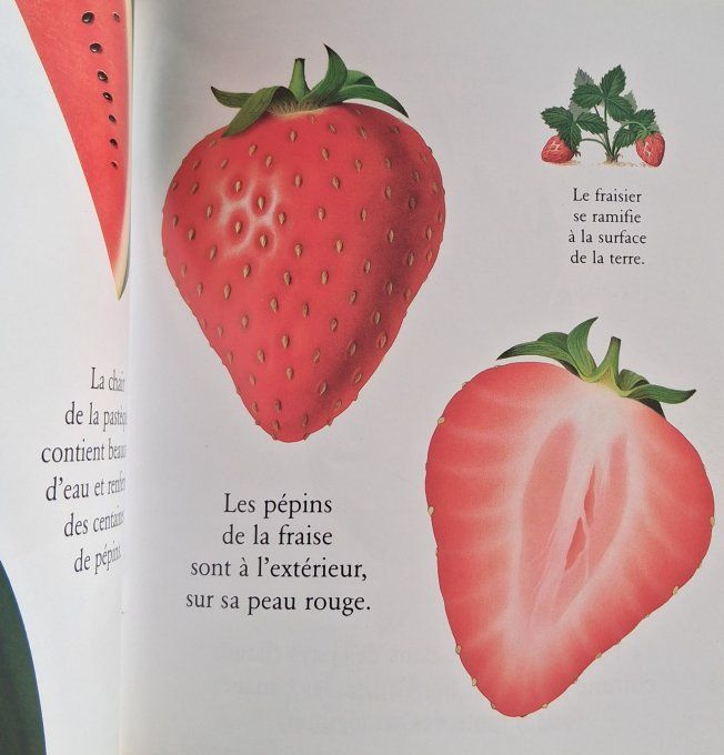 Cache-cache avec les fruits du jardin