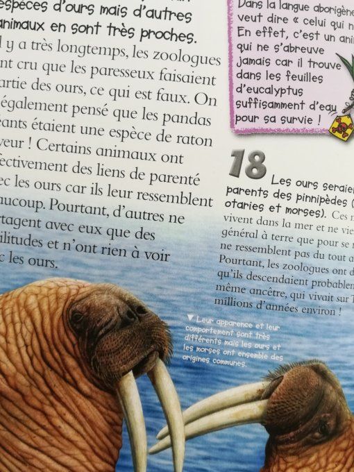 100 infos à connaître, les ours