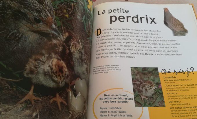 Les petits d'animaux de la campagne