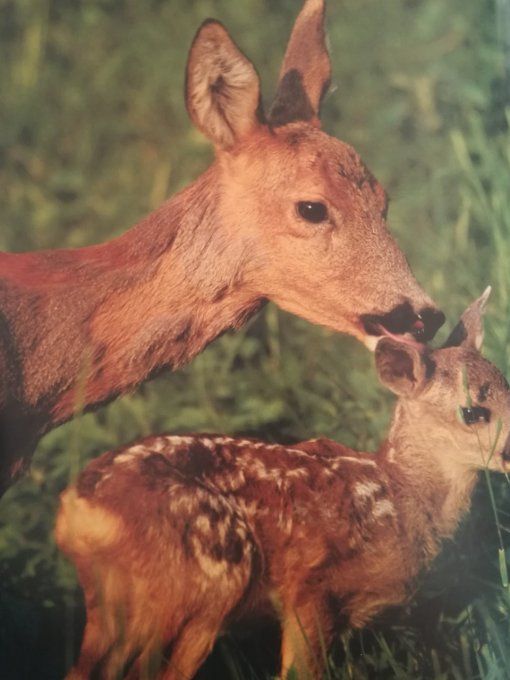 Les petits d'animaux de la campagne