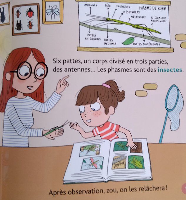 Mes p'tits docs les phasmes 