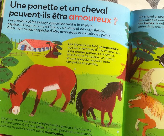 Mes p'tites questions, les poneys chez Milan