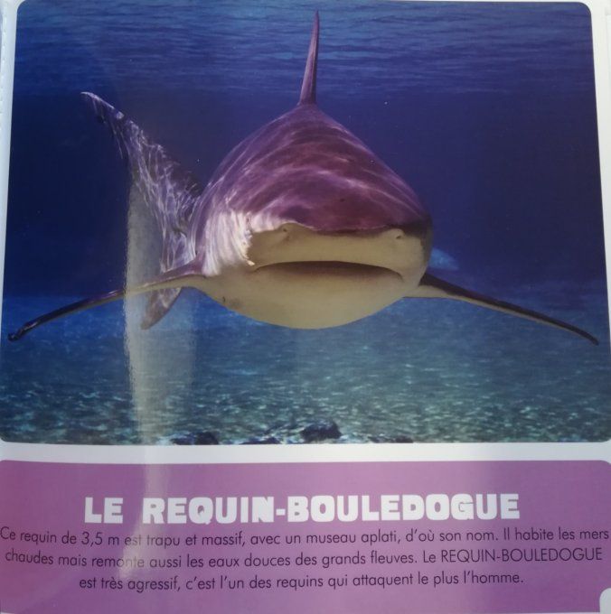 Les requins, mon premier animalier