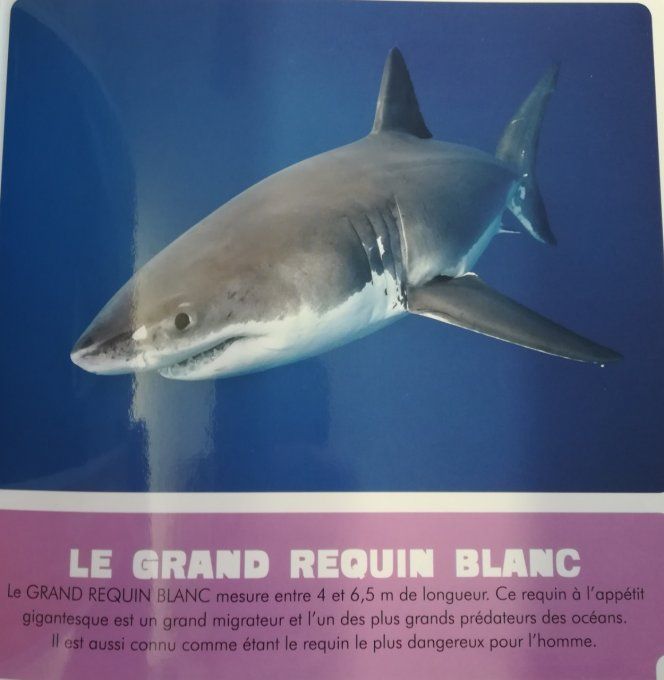 Les requins, mon premier animalier