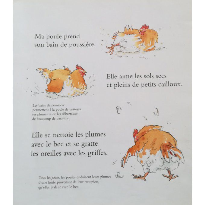 Ma poule, mes poussins