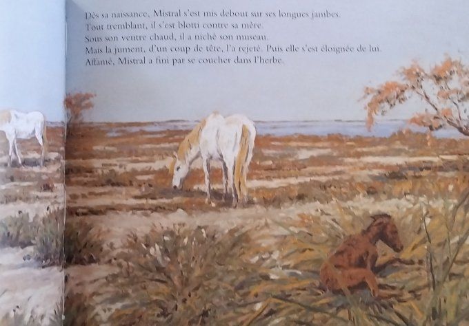 Mistral cheval de gardian