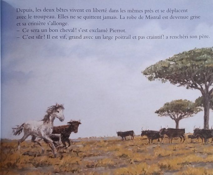 Mistral cheval de gardian
